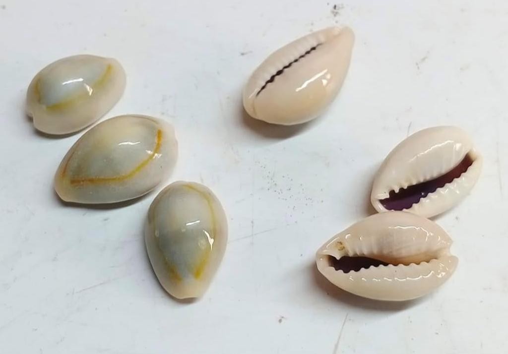 Cowrie shell scoring method in Vimanam